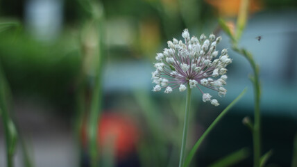 A white flower with blurry background
