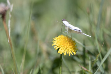 Beautiful white butterfly sits on a flower, close-up.