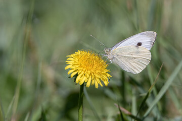 Beautiful white butterfly sits on a flower, close-up.