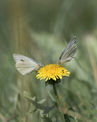 Beautiful white butterfly sits on a flower, close-up.