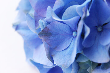 Blue Hydrangea background. Hortensia flowers surface. Close up photo.