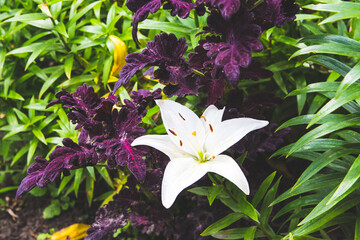 White lily on a background of grass and dark leaves.