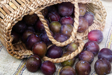 Obraz premium wattled bag, plums poured out. Tasty and beautiful plums