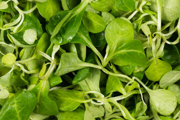 Fototapeta na wymiar mache lettuce green salad