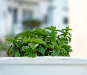 Fresh basil broadleaf green aromatic plant at Cyclades Greece.