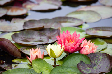 Fototapete bei efototapeten.de bestellen   