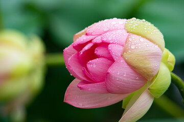 Pink lotus flower with raindrops on the petals