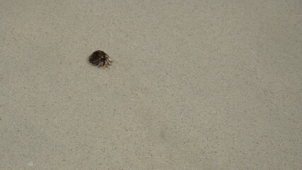 Hermit crabs have light brown carapace on the sandy beach.