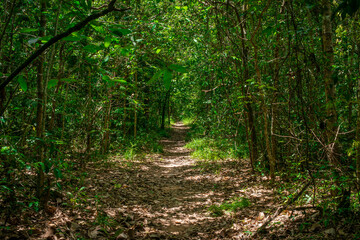 Long trails in the natural forest