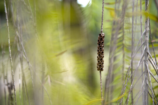 Dry bottlebrush in a selective focus from a calistemon tree