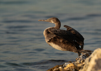 Socotra cormorant moving into water at Busaiteen coast, Bahrain