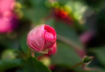 Tiny Pink Impatiens ready to bloom. 