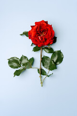 Single red rose with leafs on blue background. copy space