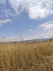 Fototapeta na wymiar Wheat and sky