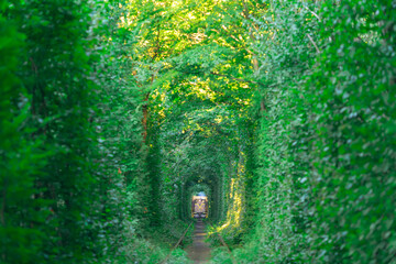 Fototapeta premium railway in the summer forest. Tunnel of love, bushes with green leaves