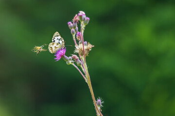 Beautiful little butterfly sitting on a blooming thistle. A wasp flies on a butterfly.