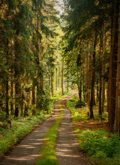 dirt road through a pine forest in the Sudetes, Poland