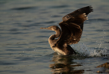 Socotra cormorant moving into water at Busaiteen coast, Bahrain