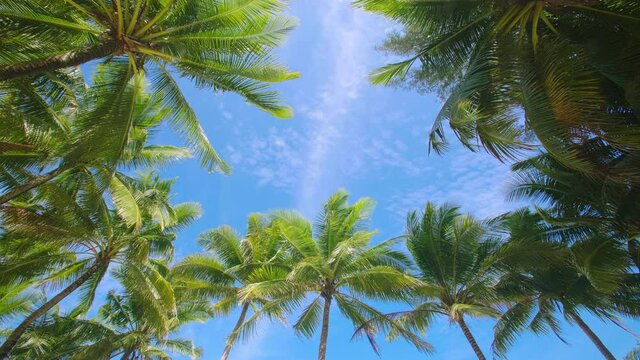 Coconut palm trees and tropical sea. Summer vacation and tropical beach concept. Coconut palm grows on white sand beach. Alone coconut palm tree in front of freedom beach Phuket, Thailand.