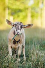 Spotted, little goat, grazes and eats grass in summer time