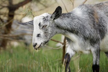 Obraz premium Gray goat with grass in his mouth in the background of dry tree branches.