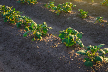 Rows of potato bushes on a farm plantation. Agribusiness organic farming. Vegetable rows. Growing food for sale. Olericulture. Agriculture and agro industry. Landscape with agricultural land.