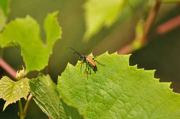 Beetle is sitting on a grape leaf. Wildlife, animals, insects, fauna, flora, wallpaper, background