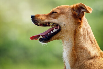 Portrait of a brown dog like laughing