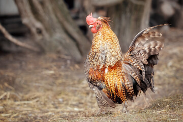 An ancient golden mini rooster walks in the village courtyard