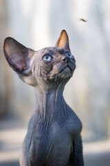 The dark sphynx kitten without fur is looking up and try to hunt insect