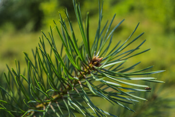 Naklejka na ściany i meble Closeup of green pine needles with a shallow depth of field
