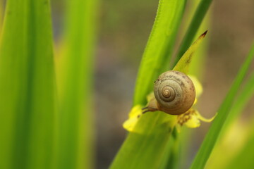 This is a rice field snail (Pila ampullacea) or in Indonesian it's called a rice field snail. is a type of water snail that is easily found in tropical fresh waters of Asia, such as in rice fields.