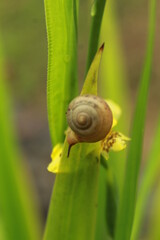 This is a rice field snail (Pila ampullacea) or in Indonesian it's called a rice field snail. is a type of water snail that is easily found in tropical fresh waters of Asia, such as in rice fields.