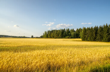 Big field of ripe wheat on a sunny day