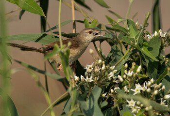 Plain Prinia looking for insect at Adhari, Bahrain