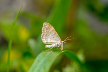 Fototapeta na wymiar Small tan and white butterfly on a blade of wild grass in Israel 