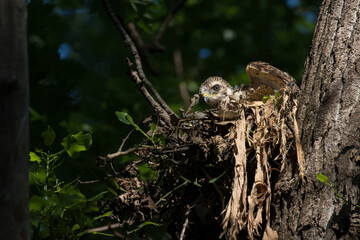 red shouldered hawk babies at nest