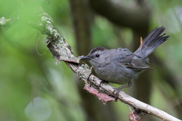  gray catbird (Dumetella carolinensis) in summer