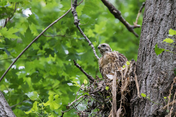 red shouldered hawk babies at nest