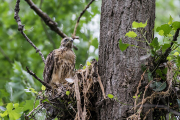 red shouldered hawk babies at nest