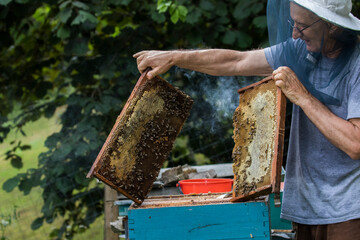 Beekeeper in summer
