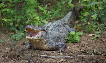 Closeup side on portrait of Black Caiman (Melanosuchus niger) looking at camera with jaws open showing teeth, Bolivia