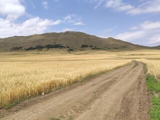 Fototapeta premium Road in the field of wheat to mountain