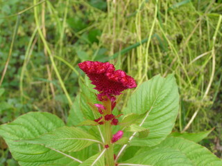 Beautiful nature northern Ukraine, vegetation, flowers, fungi, fields, trees, flora, fauna
