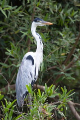 Fototapeta premium Closeup portrait of Cocoi Heron (Ardea cocoi) standing upright in tree, Bolivia.