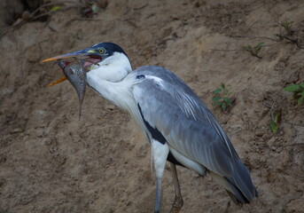 Closeup portrait of Cocoi Heron (Ardea cocoi) hunting with fish in mouth, Bolivia.