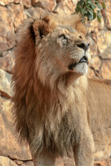 Fototapeta na wymiar A majestic looking lion looking up in a zoo in Haifa, Israel 