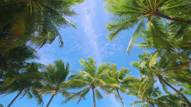 Coconut palm trees and tropical sea. Summer vacation and tropical beach concept. Coconut palm grows on white sand beach. Alone coconut palm tree in front of freedom beach Phuket, Thailand.