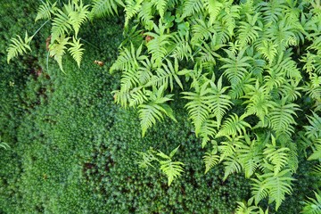 Natural background - fern and moss