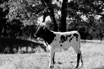 Young calf on farm for rustic portrait during fall season.